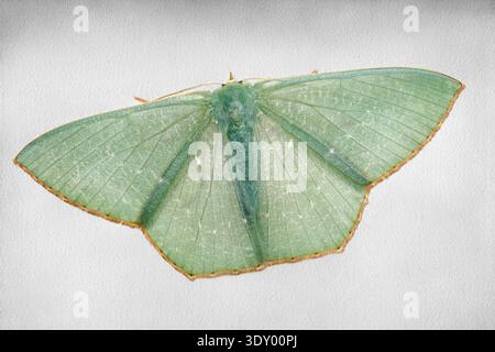 Genre Orothalassodes Moth présentant des motifs d'ailes complexes et des antennes délicates sur un fond blanc Banque D'Images