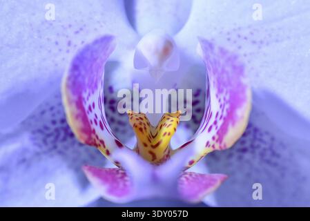 Photographie macro de la fleur d'une orchidée (Orchidaceae), Allemagne Banque D'Images