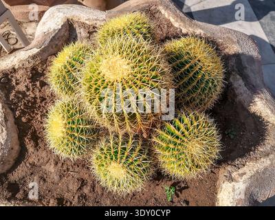 Vue de dessus de sept boules épineuses vert-jaune d'un cactus géant. Le concept de croissance des plantes succulentes du désert dans le jardin, Echinocactus grusonii close-up Banque D'Images
