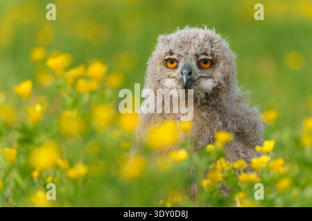 Hibou aigle eurasien assis dans une prairie de papillon au printemps Banque D'Images