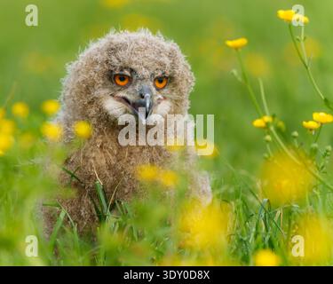 Hibou aigle eurasien assis dans une prairie de papillon au printemps Banque D'Images