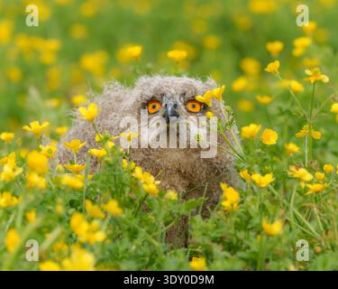 Hibou aigle eurasien regardant vers le haut dans une prairie de papillon au printemps Banque D'Images