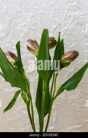 Boutons floraux alstroemeria roses et verts avec des feuilles. Fleurs non ouvertes sur les tiges. Fleurs fraîches avant de fleurir sur fond clair Banque D'Images