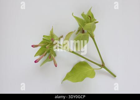 fleur mirabilis jalapa isolée sur blanc Banque D'Images