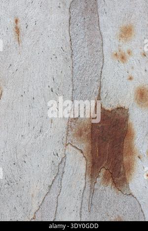 Gros plan de la texture de l'écorce de l'arbre Eucalyptus Banque D'Images