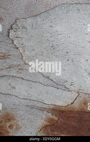 Gros plan de la texture de l'écorce de l'arbre Eucalyptus Banque D'Images