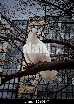 pigeon blanc sittink sur la branche d'arbre au début du printemps en ville Banque D'Images