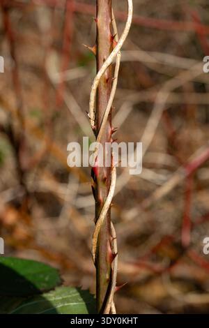 Gros plan d'une tige de ronce épineuse avec des épines rouges aiguisées et une vigne sèche qui se tordent autour d'elle dans une forêt naturelle. Banque D'Images