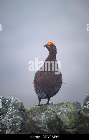 Tétras rouge mâle (Lagopus lagopus scotica) sur mur de pierre sèche au début du printemps avec peigne charnu rouge vif, Yorkshire Dales, Yorkshire, Angleterre, Royaume-Uni Banque D'Images