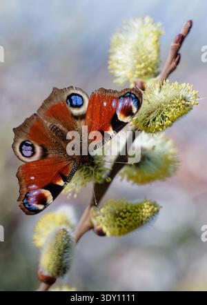 Schriesheim, Allemagne. 05 mars 2026. Le papillon 'Peacock Butterfly' (Inachis io) est assis sur une branche avec des fleurs. Crédit : Uwe Anspach/dpa/Alamy Live News Banque D'Images