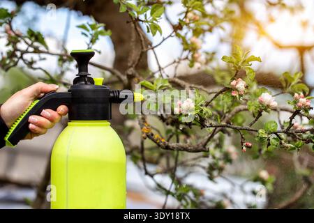 Vue rapprochée de la main féminine tenant un pulvérisateur jaune néon et noir brillant, brouillard d'eau ou pesticide appliqué à un pommier rose vif et blanc blo Banque D'Images