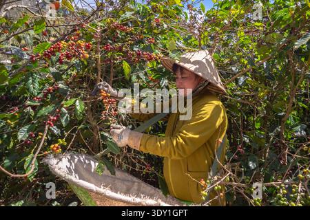 Récolte de cerises de café à Dak Lak Vietnam Banque D'Images