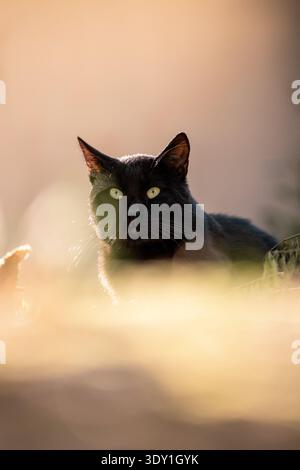 Gros plan portrait d'un chat avec les yeux verts assis sur l'herbe, arrière-plan flou, belle lumière. Banque D'Images