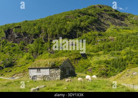 Vue sur une cabane rustique en pierre et en bois nichée dans des champs verdoyants, les moutons paissent paisiblement sous une montagne imposante, Holedalen, Vestland, Norvège Banque D'Images