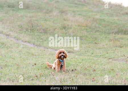 Adorable molletonné rouge abricot maltipoo assis attentivement sur l'herbe verte, harnais bleu avec étiquette. Curieuse expression d'alerte. Idéal pour le soin des animaux de compagnie Banque D'Images