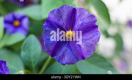 Gros plan macro extrême d'une fleur de Lycianthes rantonnetii violette éclatante avec un centre jaune vif sur un fond vert doux. Banque D'Images