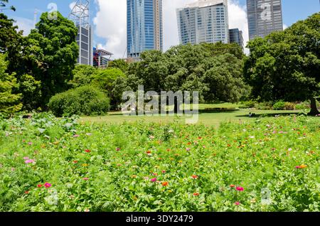 Jardin botanique royal de Sydney, Australie. Au premier plan, il y a un champ luxuriant rempli de diverses fleurs colorées, y compris des roses, des rouges... Banque D'Images