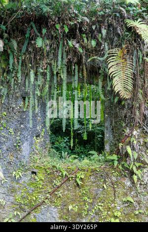 Fenêtre envahie dans les restes d'une maison coloniale en pierre sur le côté du chemin de terre entre Ariri et Cananéia, San Paulo, Brésil Banque D'Images