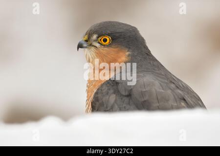 Eurasian sparrowhawk Accipiter nisus oiseau sauvage nordique sparrowhawk faune proie nature prédateur neige, bel animal, bel animal magique, oiseau Banque D'Images