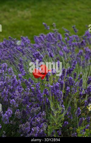 Fleurs de lavande en pleine floraison avec un seul coquelicot rouge se démarquant contre le champ violet vibrant. Banque D'Images