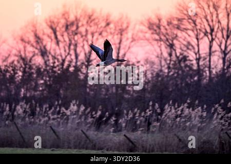 Deutschland, Schleswig-Holstein, Wedel, 05.2026, Eine Gans fliegt vor der untergehenden über der Wedeler Marsch. Die sonne erscheint durch Saharastaub dieser Tage besonders intensiv rot. Sonnenuntergang Wedeler Marsch *** Allemagne, Schleswig Holstein, Wedel, 05 03 2026 Une oie vole devant le couchant au-dessus du Wedeler Marsch le soleil apparaît rouge particulièrement intense en raison de la poussière du Sahara ces jours-ci coucher du soleil Wedeler Marsch Banque D'Images