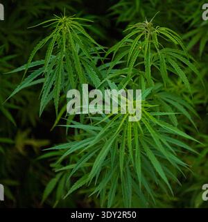 Plantes : gros plan de plantes de chanvre industriel à la lisière d'un champ en Thuringe orientale Banque D'Images