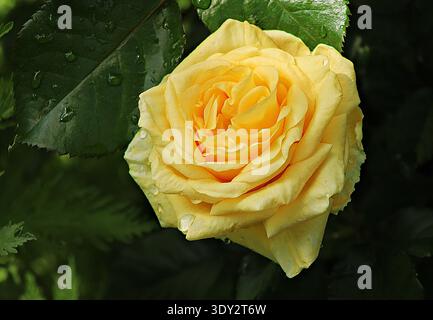 Rose de thé hybride vibrant Rosa ', Patrick' en pleine floraison avec des gouttes de rosée sur des pétales jaunes et vert citron. Banque D'Images