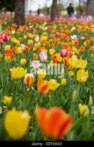 Vue au niveau du sol de tulipes denses jaunes, oranges, roses et blanches avec bokeh au premier plan et visiteurs visibles derrière. Banque D'Images