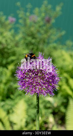 Bourdon assis sur une fleur violette et recueillant le nectar dans un environnement extérieur naturel. Photo prise le 10 janvier 2026 Banque D'Images