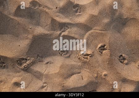 Une vue détaillée de haut en bas du sable brun clair montrant des empreintes d'oiseaux distinctes et des ondulations naturelles. La texture du sable est à grain fin avec subt Banque D'Images