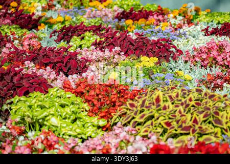 coleus, bégonia et plantes de souci colorées créant un affichage de jardin vibrant Banque D'Images