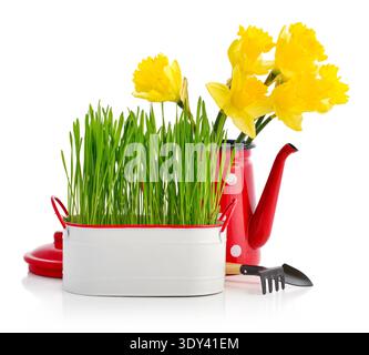 Herbe verte dans un pot en métal blanc avec arrosoir rouge de style rétro et fleurs de jonquilles jaunes isolées sur fond blanc Banque D'Images