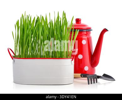 Herbe verte dans un pot en métal blanc avec arrosoir rouge de style rétro isolé sur fond blanc Banque D'Images