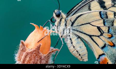 Une superbe photo macro capture les détails complexes d'un papillon à queue d'aronde qui se perche délicatement sur une minuscule fleur d'orange floue. Le vib Banque D'Images