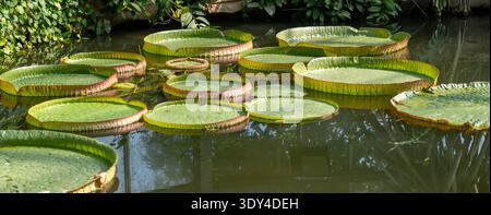 Les feuilles du Victoria cruziana (nénuphar de Santa Cruz) flottant dans un étang de jardin. Guangzhou, Chine. Banque D'Images