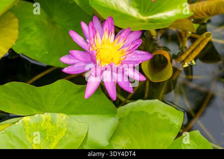 Nymphaea 'Purple Sill' fleur de nénuphar. Thaïlande Banque D'Images