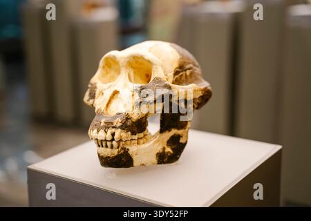 Tbilissi, Géorgie - 19 février 2026 Australopithecus afarensis Fossil Skull Lucy exposé dans une exposition du musée. Photo de haute qualité Banque D'Images