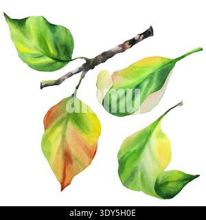 Feuilles de kaki. Illustration isolée à l'aquarelle. Image réaliste dessinée à la main. Banque D'Images