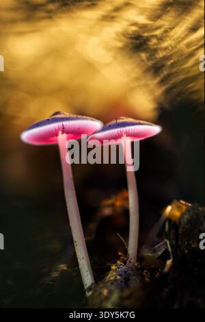 Photographie macro artistique de deux champignons qui semblent briller avec une lumière rose fluorescente sur un fond doré chatoyant. Banque D'Images