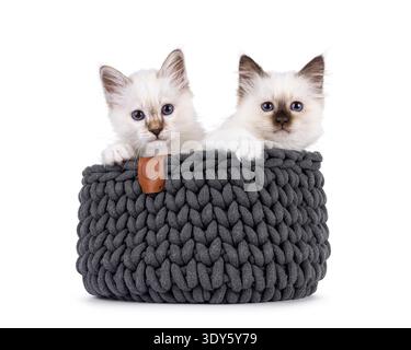 Adorable duo de chatons chat Sacred Birman, assis dans un panier tricoté gris. Les deux regardent vers la caméra avec des yeux bleus spécifiques à la race. Isolé sur fond blanc. Banque D'Images