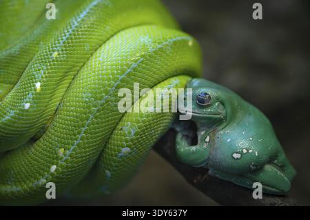 Grenouille arboricole à doigts de corail (Litoria caerules), assise sur une branche, accrochée à un python vert (Morelia viridis), captive, vivant en Nouvelle-Guinée, c Banque D'Images