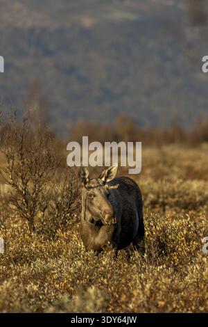 Un jeune orignal taureau (Alces alces) avec de très petits bois, ornière d'orignal, saison d'ornières, automne, ruska, septembre, Norvège Banque D'Images