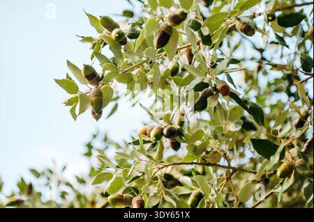 Glands de chêne Holm (Quercus ilex) dans la forêt méditerranéenne, Majorque Banque D'Images