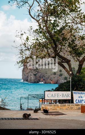 Chats se reposant près d'un café avec mer turquoise à sa Calobra, Majorque Banque D'Images