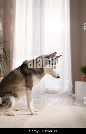 Husky sibérien debout regardant quelque chose dans une pièce moderne près d'un pot de fleurs et un rideau. L’éclairage et la posture montrent vigilance et curiosité. Banque D'Images