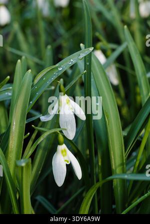 Les gouttes de neige se rapprochent avec des pétales ouverts et des gouttelettes d'eau sur le feuillage. Banque D'Images