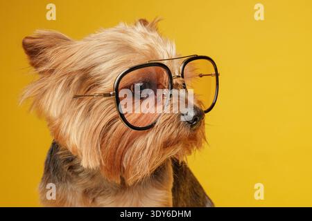 Gros plan portrait d'un Yorkshire terrier portant de grandes lunettes sur un fond de studio jaune vif. Concept d'intelligence, de vision, d'apprentissage Banque D'Images