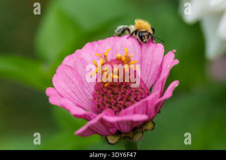 Bourdon collectant le nectar sur Zinnia rose Banque D'Images