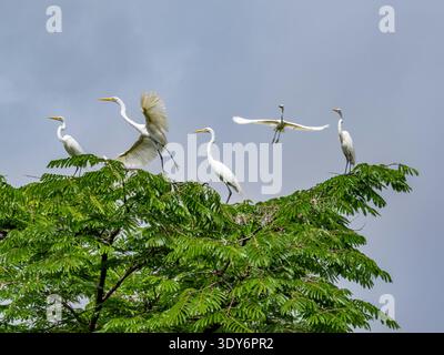 Groupe de grandes aigrettes adultes se reposant dans un arbre avec un prenant son envol dans la réserve Pacaya Samiria au Pérou Banque D'Images