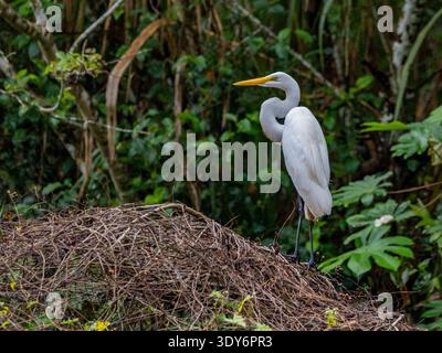 Grande aigrette perchée sur un arbre dans la réserve Pacaya Samiria au Pérou avec de la verdure entourant son habitat Banque D'Images